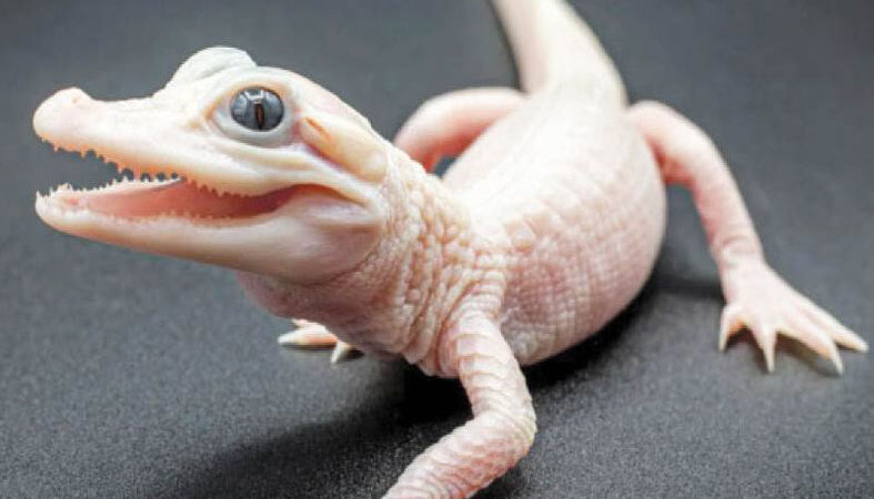 ولادة نادرة لتمساح بعيون زرقاء وجلد أبيض