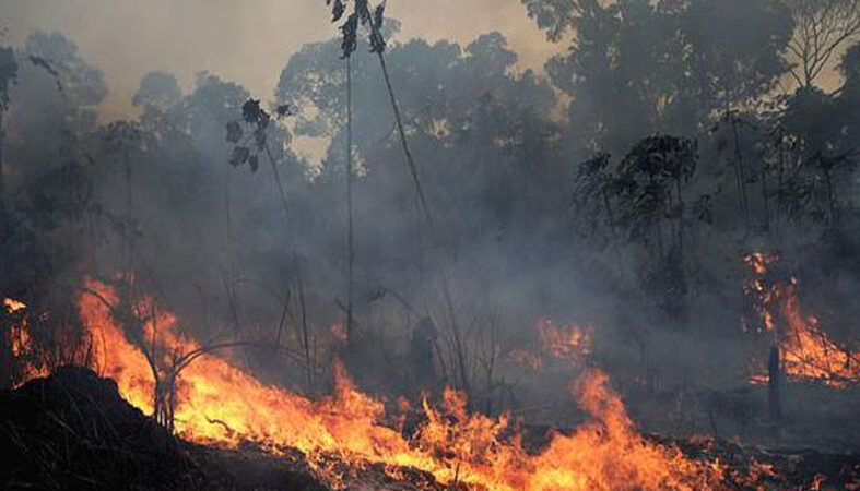 الاحتباس الحراري يسرع اختفاء غابات الأمازون