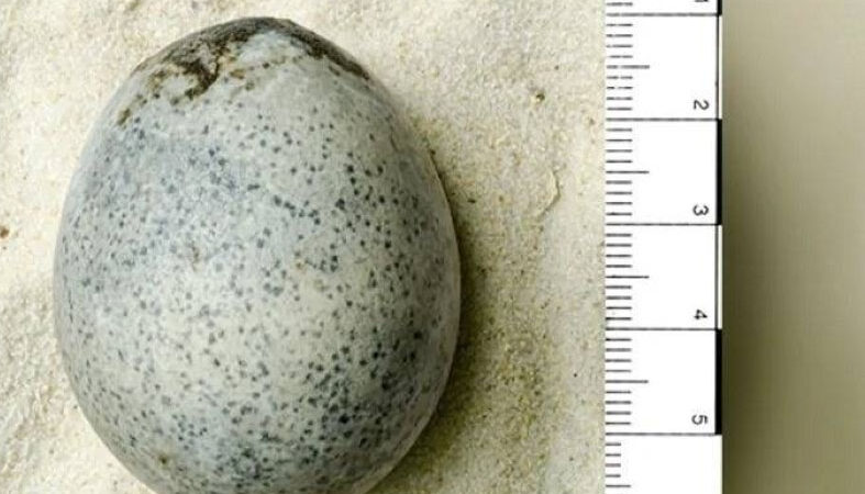 بيضة سليمة عمرها 1700 عام