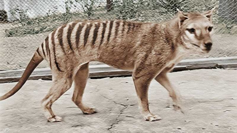 النمر التسماني (الثايلاسين): المفترس المنقرض الذي حيّر العلماء