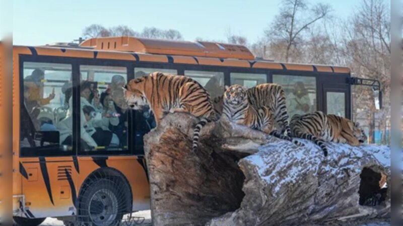 حديقة نمور سيبيريا في شمال شرق الصين تطبّق نظام صيام متقطع على نحو 200 نمر حفاظًا على صحتهم