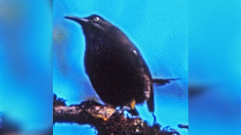 طائر كاواي ʻōʻō… آخر نداء في التاريخ