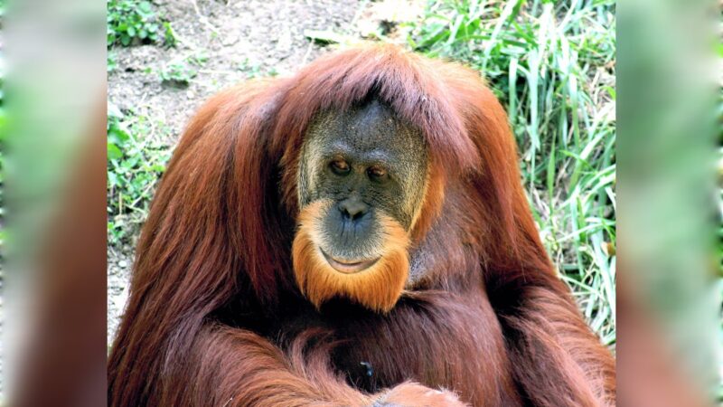إنسان الغاب أو الأورانجوتان.. القرد الذكي المهدد بالانقراض