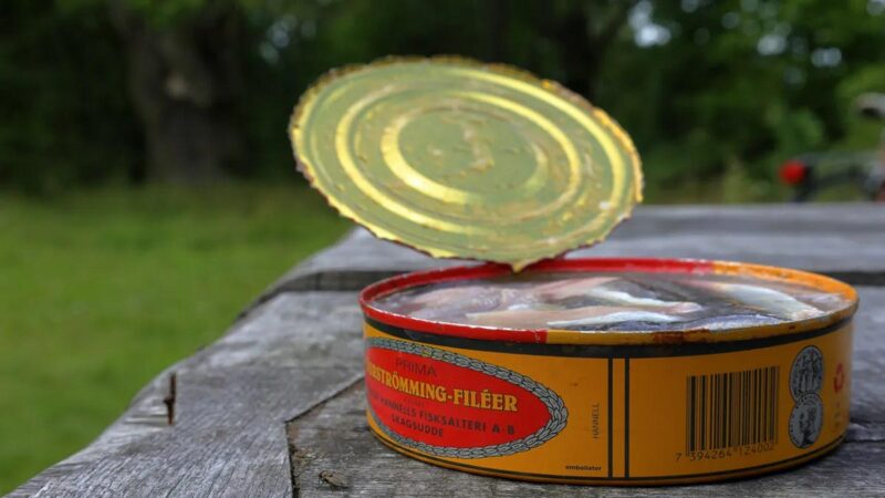 سورسترومنج (Surströmming).. أشهر سمكة مخمرة في العالم وصاحبة الرائحة الأكثر إثارة للجدل